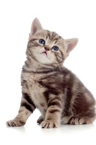 British Kitten June Notebook & Journal. Productivity Work Planner & Idea Notepad