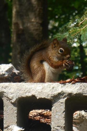 Squirrel Having a Snack in the Park Animal Journal: 150 Page Lined Notebook/Diary