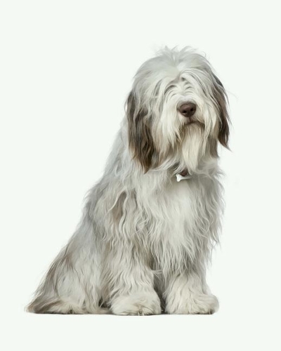 Bearded Collie