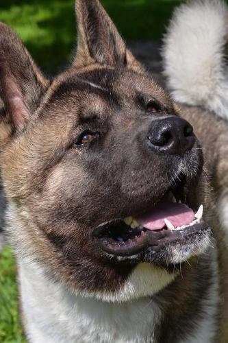 Happy Keeshond Dog Up Close Journal