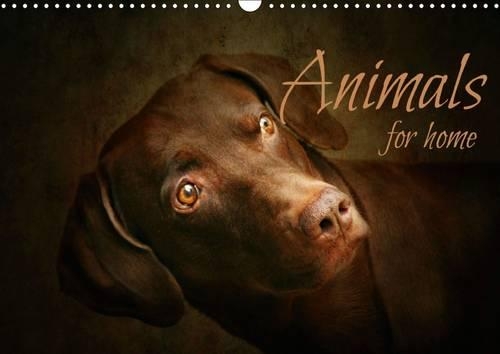 animals for home 2015: Domestic and farm animals(Calvendo Animals)