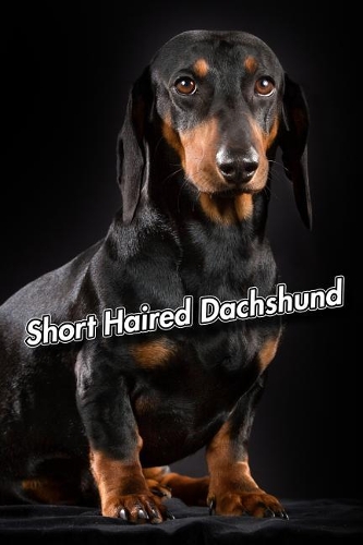 Short Haired Dachshund