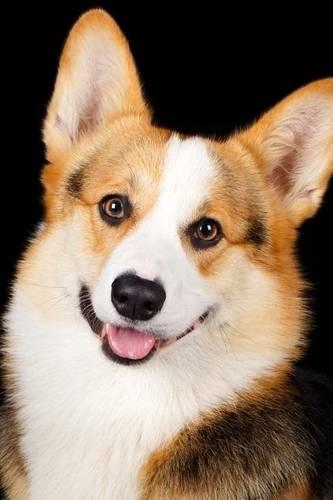 An Adorable Corgi Dog Portrait