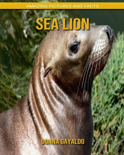 Sea Lion