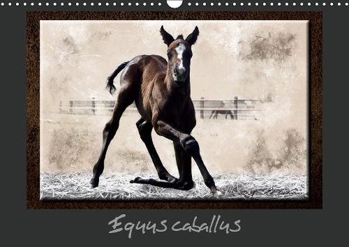 Equus caballus 2019