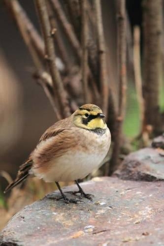 Shore Lark Bird Journal