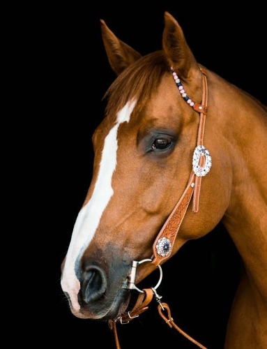 Quarter Horse Composition Notebook: College-Ruled Notebook, Journal, for School, Work, Students, Teachers, Horse Lovers