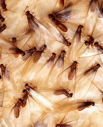 Insect School Composition Book Termites Swarm Entomology: Nature Photo Cover Composition Books Notebooks (Notebook, Diary, Blank Book)