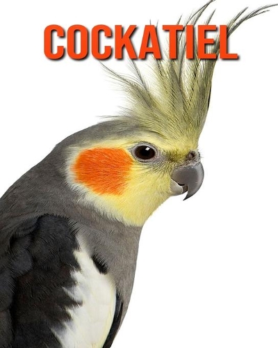 Cockatiel