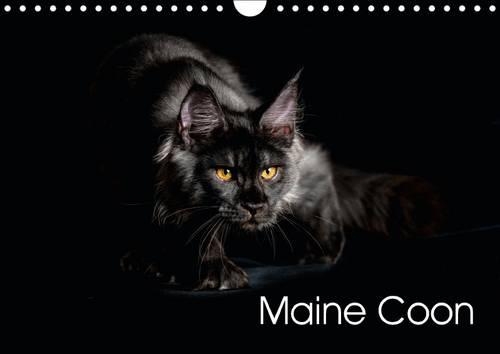 Maine Coon 2016
