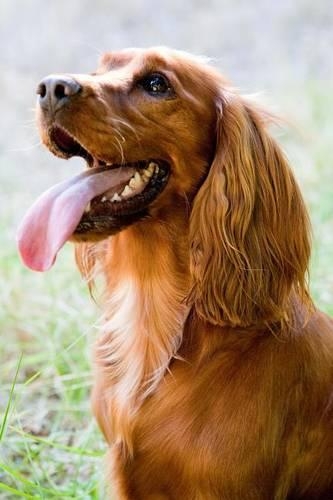 The English Cocker Spaniel Dog Journal
