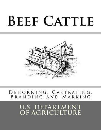 Beef Cattle