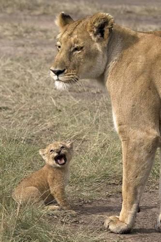 Lioness with Her Cub Journal