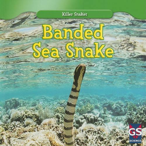 Banded Sea Snake