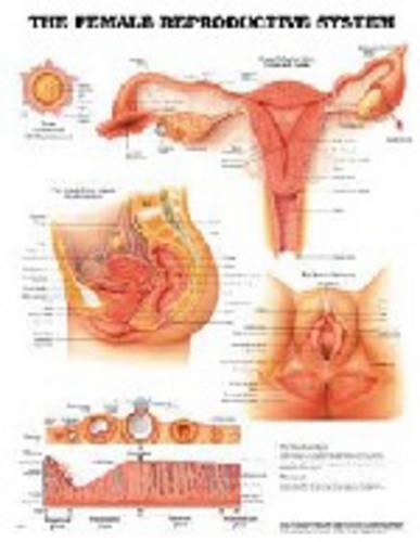 The Female Reproductive System