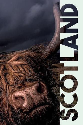 Scotland: Scottish Cows Beautiful Composition Book Notebook Journal Diary for Men, Women, Teen and Kids for Notes on Honeymoon in Scotland
