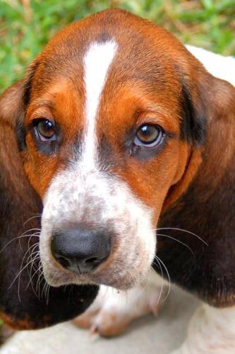 Huggable Bassett Hound Puppy Dog Journal
