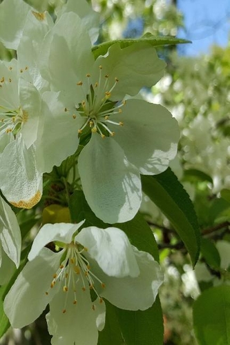 2019 Daily Planner Springtime Flowering Trees 384 Pages