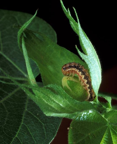 Insect School Composition Book Cotton Bollworm On Plant Leaf Entomology: Nature Photo Cover Composition Books Notebooks (Notebook, Diary, Blank Book)
