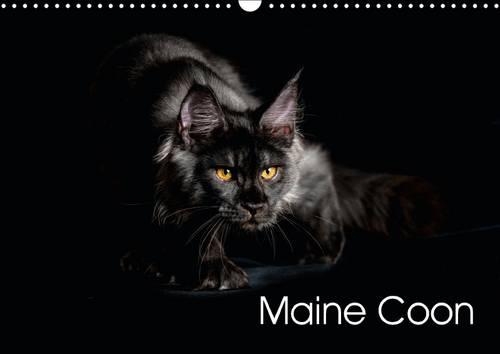 Maine Coon 2016