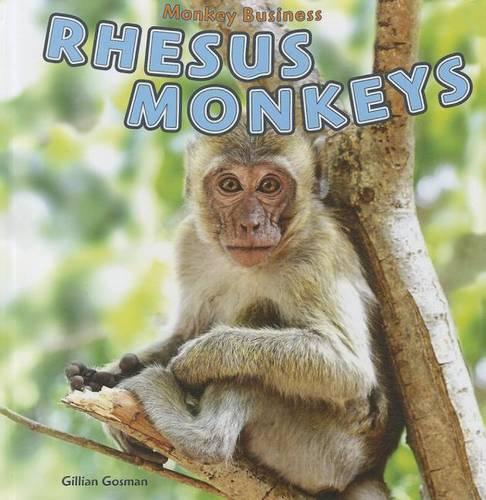 Rhesus Monkeys