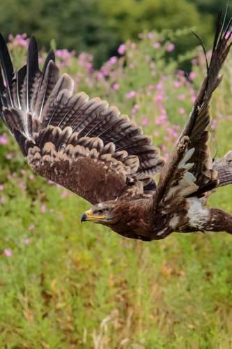Steppe Eagle in Flight, Birds of the World: Blank 150 Page Lined Journal for Your Thoughts, Ideas, and Inspiration(English)