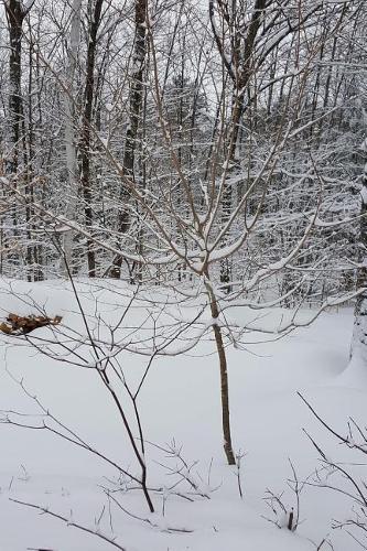 Journal Winter Weather Beautiful Scene