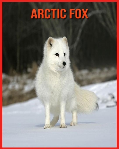 Arctic Fox