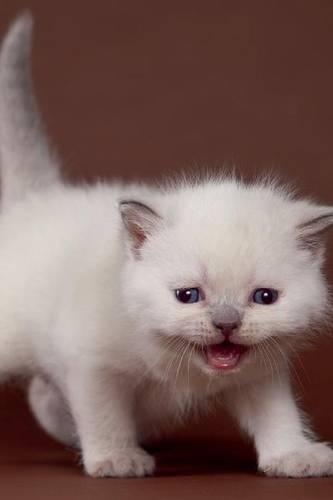 British Kitten July Notebook & Journal. Productivity Work Planner & Idea Notepad