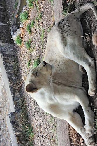 White Lion ... Well, Lioness Journal
