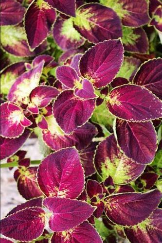 Coleus Flower: 6 X 9 Blank Lined Journal