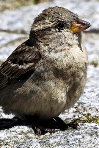 House Sparrow (Passer Domesticus) Bird Journal
