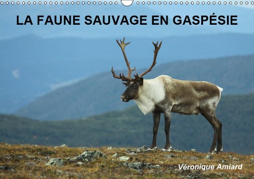 LA FAUNE SAUVAGE EN GASPÉSIE 2019
