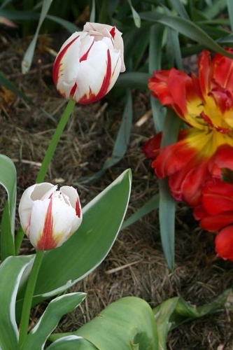 2019 Daily Planner Flowers Pretty Tulips 384 Pages