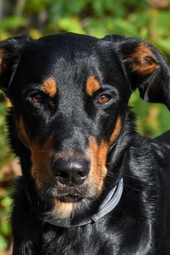 Awesome Beauceron Dog Journal