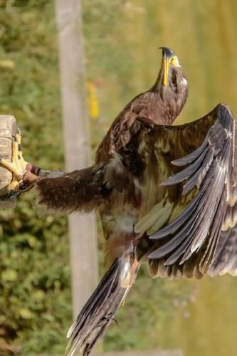 Steppe Eagle Perched on a Post, Birds of the World