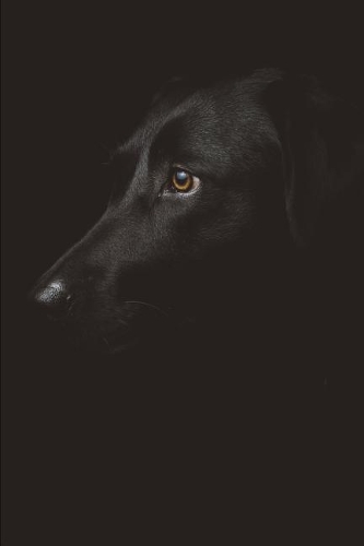 Dog Portrait