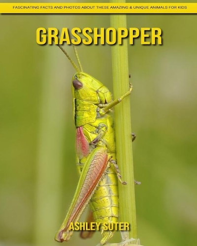 Grasshopper