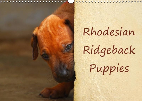 Rhodesian Ridgeback Puppies 2019: A monthly  calendar with photographs of Rhodesian Ridgeback puppies.(Calvendo Animals)