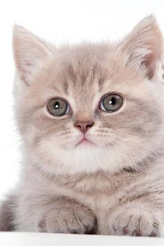 British Kitten August Notebook & Journal. Productivity Work Planner & Idea Notepad