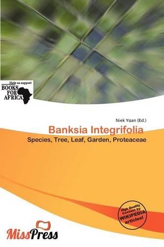 Banksia Integrifolia