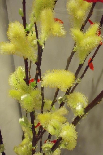 Beautiful Yellow Pussy Willow Journal