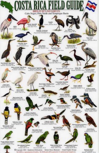 Birds of Wetland Habitats