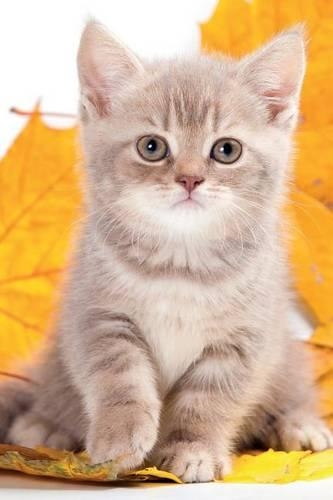 British Kitten September Notebook & Journal. Productivity Work Planner & Idea Notepad