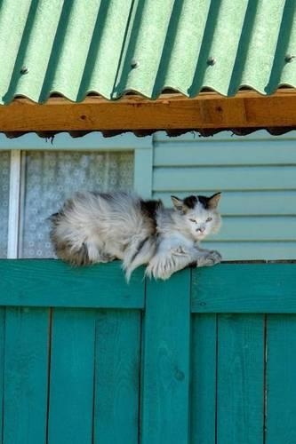 Cat on a Fence Animal Journal: 150 Page Lined Notebook/Diary