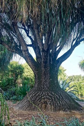 Baobab Tree Close-Up Portrait Madagascar Nature Journal