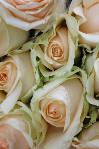 A Bouquet of Delicate Peach Colored Roses Flower Journal