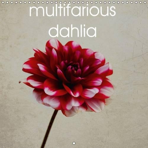Multifarious Dahlia 2017
