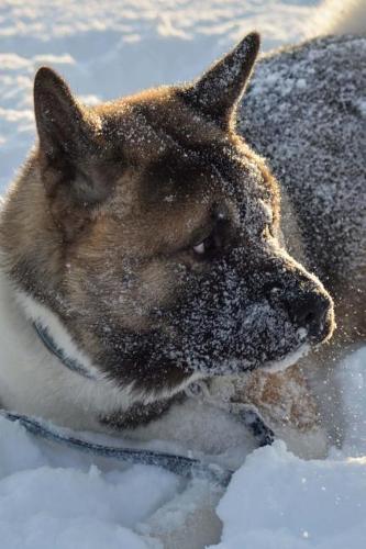 Akita Dog in the Snow Journal