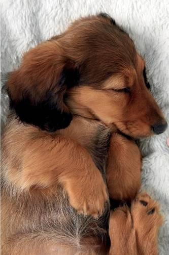 Dachshund Notebook & Journal. Productivity Work Planner & Idea Notepad